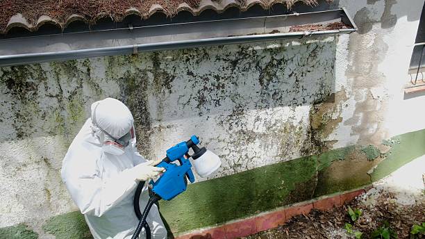 Trusted Mold Remediation service in Ebensburg, PA - Cheap Mold Removal